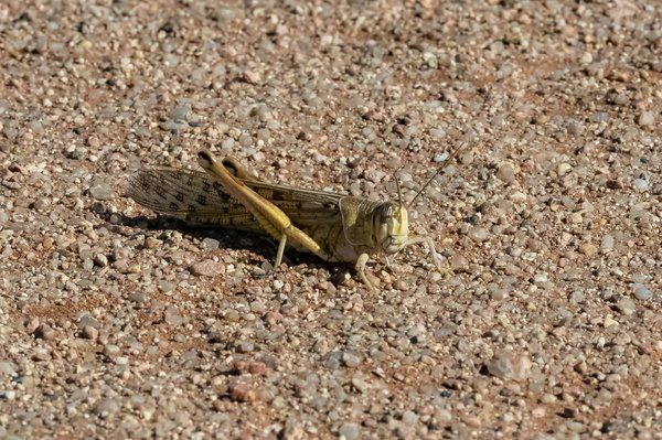 Comment élever des criquets migrateurs pour une alimentation durable en période de sécheresse ?